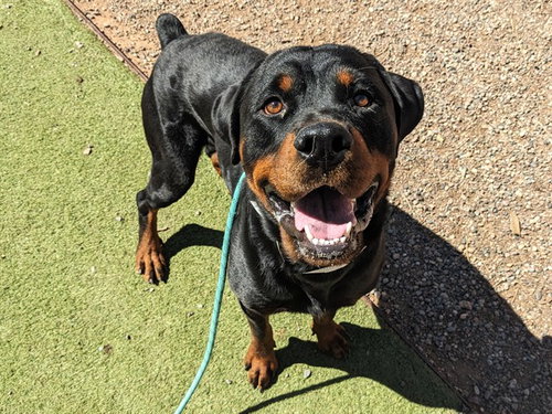 SPORK, a dog for adoption from Maricopa County Animal Care & Control - West Valley Animal Care Center