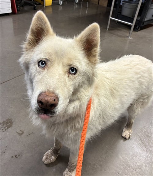 FENRIR, a dog for adoption from Maricopa County Animal Care & Control - West Valley Animal Care Center