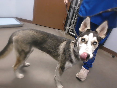 SALLY, a dog for adoption from Maricopa County Animal Care & Control - West Valley Animal Care Center