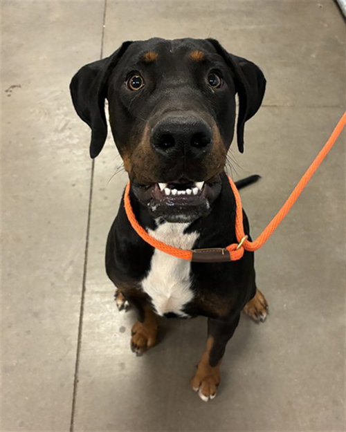 WOWZER, a dog for adoption from Maricopa County Animal Care & Control - West Valley Animal Care Center