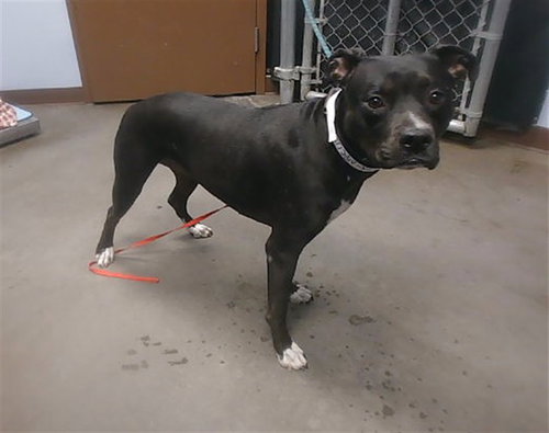 XENA, a dog for adoption from Maricopa County Animal Care & Control - West Valley Animal Care Center