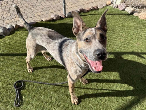 WANDA, a dog for adoption from Maricopa County Animal Care & Control - West Valley Animal Care Center
