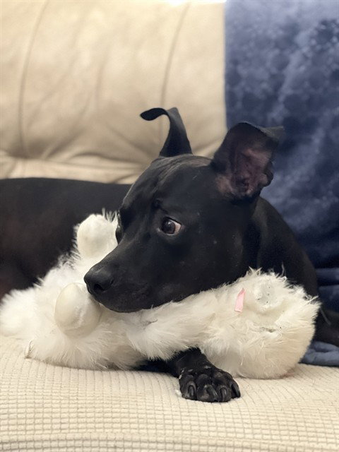 NIKO, a dog for adoption from Maricopa County Animal Care & Control - West Valley Animal Care Center