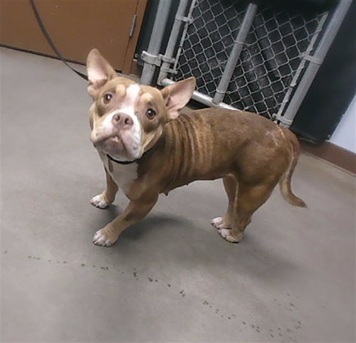 PIGLET, a dog for adoption from Maricopa County Animal Care & Control - West Valley Animal Care Center