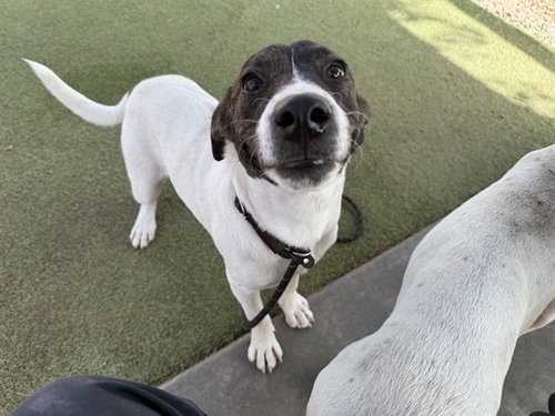 LARRY, a dog for adoption from Maricopa County Animal Care & Control - West Valley Animal Care Center