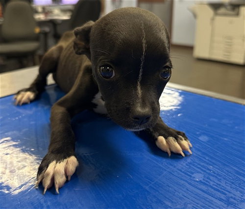 PINKIE, a dog for adoption from Maricopa County Animal Care & Control - West Valley Animal Care Center