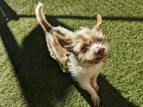 BARNEY, a dog for adoption from Maricopa County Animal Care & Control - West Valley Animal Care Center