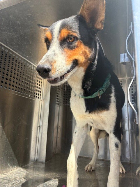 TWISTY, a dog for adoption from Maricopa County Animal Care & Control - West Valley Animal Care Center