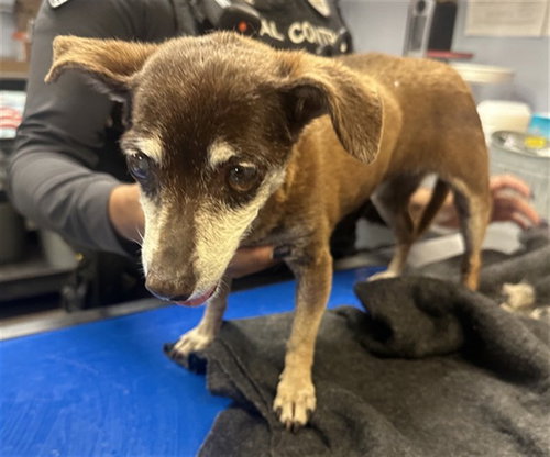 MELIA, a dog for adoption from Maricopa County Animal Care & Control - West Valley Animal Care Center