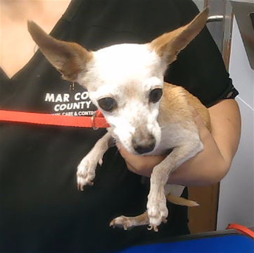 SUNSHINE, a dog for adoption from Maricopa County Animal Care & Control - West Valley Animal Care Center