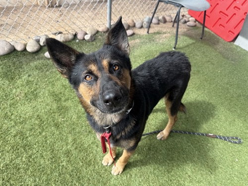 YOGI, a dog for adoption from Maricopa County Animal Care & Control - West Valley Animal Care Center