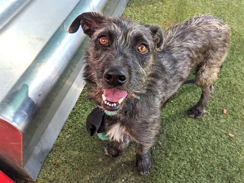 SHERLOCK, a dog for adoption from Maricopa County Animal Care & Control - West Valley Animal Care Center