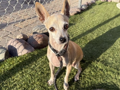 LOVE BUG, a dog for adoption from Maricopa County Animal Care & Control - West Valley Animal Care Center