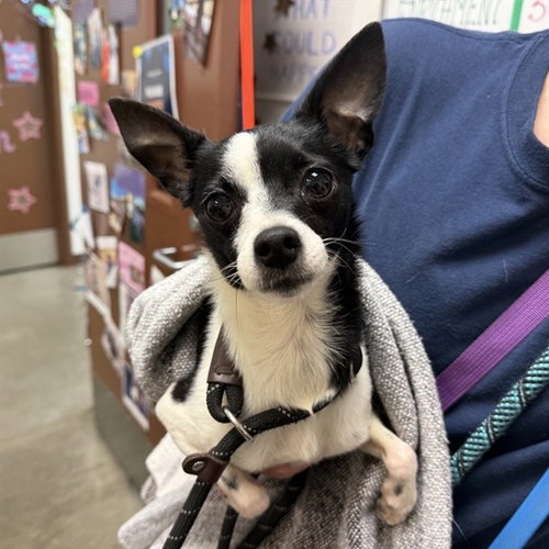 FOXY, a dog for adoption from Maricopa County Animal Care & Control - West Valley Animal Care Center