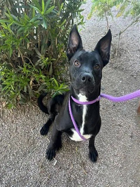 Flor image 1
