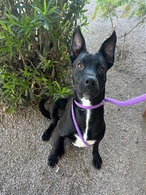 FLOR, a dog for adoption from Maricopa County Animal Care & Control - West Valley Animal Care Center