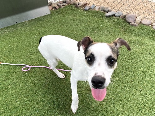SNOOPY, a dog for adoption from Maricopa County Animal Care & Control - West Valley Animal Care Center