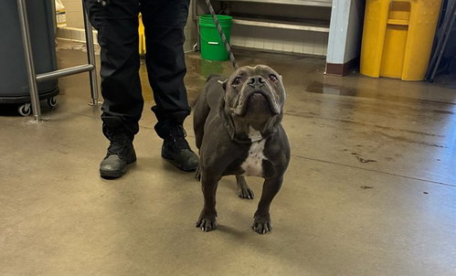 GUMBO, a dog for adoption from Maricopa County Animal Care & Control - West Valley Animal Care Center