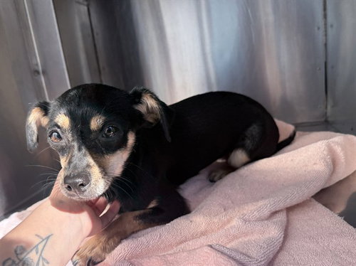PRESLEY, a dog for adoption from Maricopa County Animal Care & Control - West Valley Animal Care Center