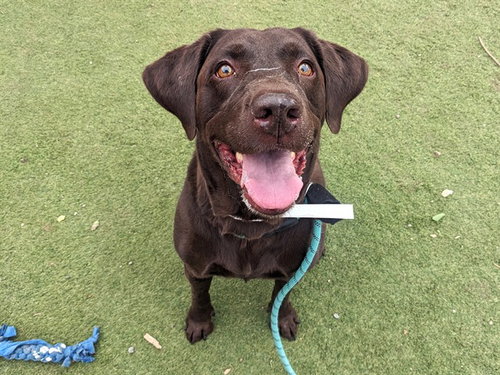 TOOTSIE ROLL, a dog for adoption from Maricopa County Animal Care & Control - West Valley Animal Care Center