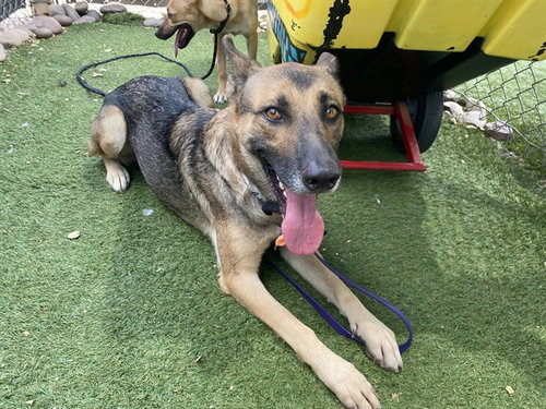 KIRA, a dog for adoption from Maricopa County Animal Care & Control - West Valley Animal Care Center