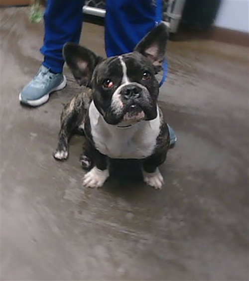 JIM, a dog for adoption from Maricopa County Animal Care & Control - West Valley Animal Care Center