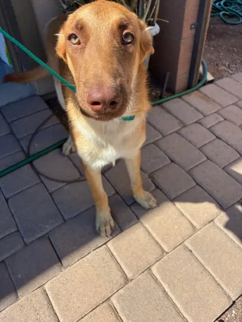 Marzipan - German Shepherd Dog