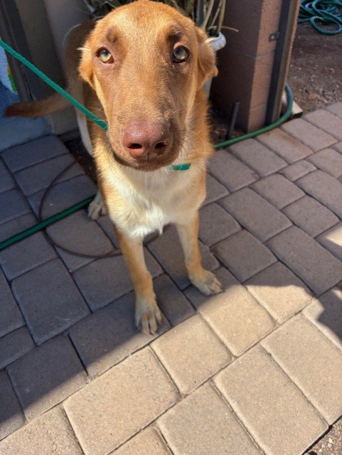 MARZIPAN, a dog for adoption from Maricopa County Animal Care & Control - West Valley Animal Care Center