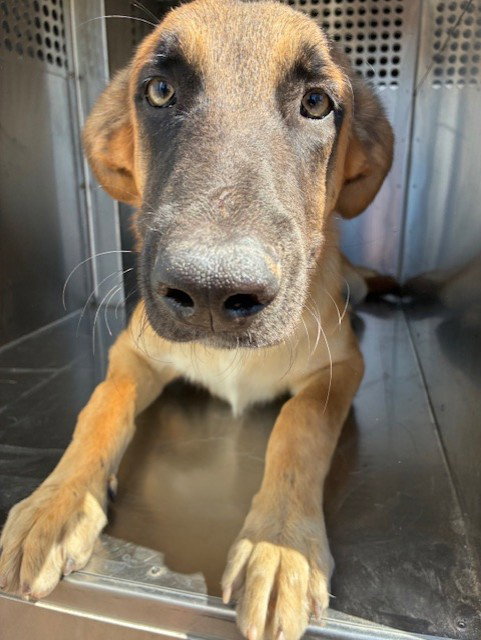 ALMOND, a dog for adoption from Maricopa County Animal Care & Control - West Valley Animal Care Center