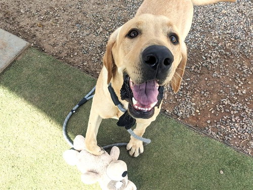 CHEDDAR, a dog for adoption from Maricopa County Animal Care & Control - West Valley Animal Care Center