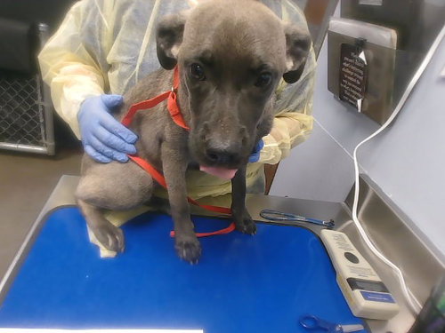 SHEILA, a dog for adoption from Maricopa County Animal Care & Control - West Valley Animal Care Center