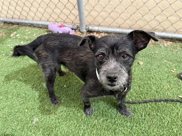 Poe - Border Terrier