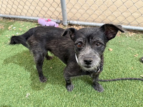 POE, a dog for adoption from Maricopa County Animal Care & Control - West Valley Animal Care Center