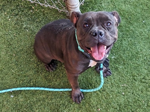 WINIFRED, a dog for adoption from Maricopa County Animal Care & Control - West Valley Animal Care Center