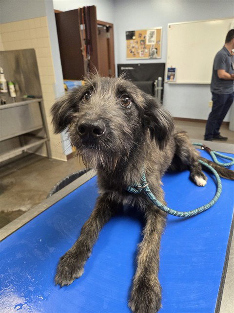 RAIN, a dog for adoption from Maricopa County Animal Care & Control - West Valley Animal Care Center