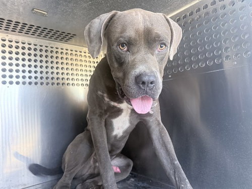 CANES, a dog for adoption from Maricopa County Animal Care & Control - West Valley Animal Care Center