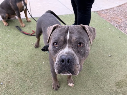 ROLO, a dog for adoption from Maricopa County Animal Care & Control - West Valley Animal Care Center