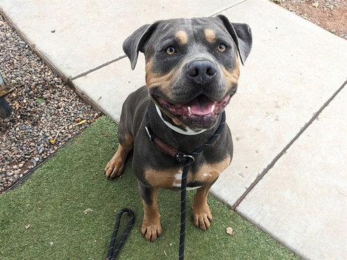 ZEUS, a dog for adoption from Maricopa County Animal Care & Control - West Valley Animal Care Center