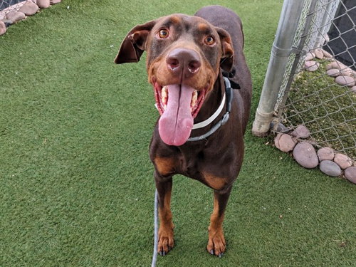 CHICO, a dog for adoption from Maricopa County Animal Care & Control - West Valley Animal Care Center