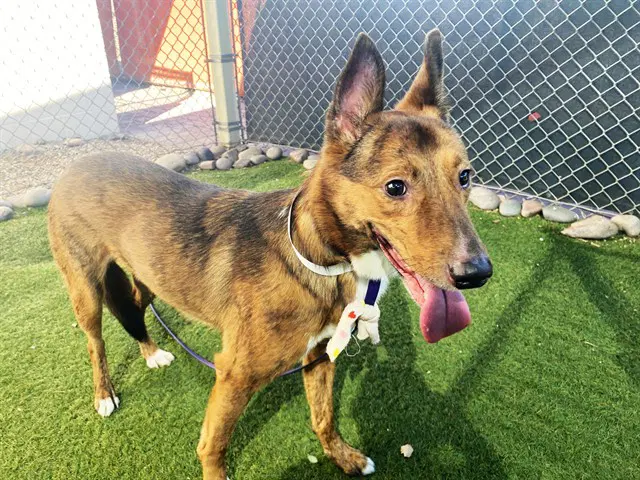 Pudding - Dutch Shepherd
