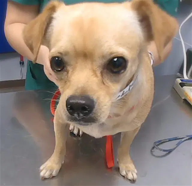 Sharpie - Chihuahua