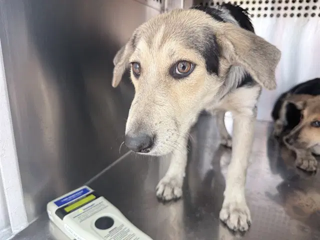 Boo - Australian Cattle Dog/Blue Heeler