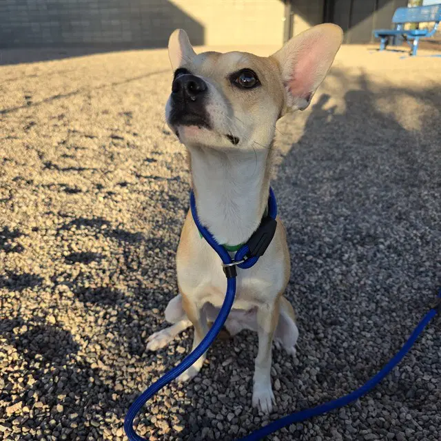 Twinkle Toes - Chihuahua
