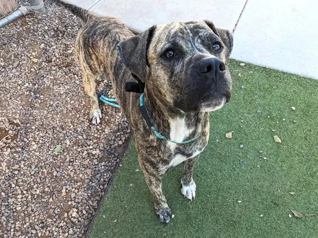 Ciao - Black Mouth Cur
