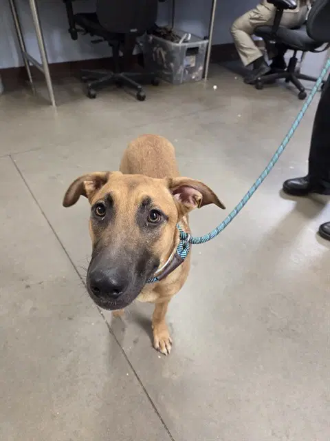 Butterscotch - German Shepherd Dog