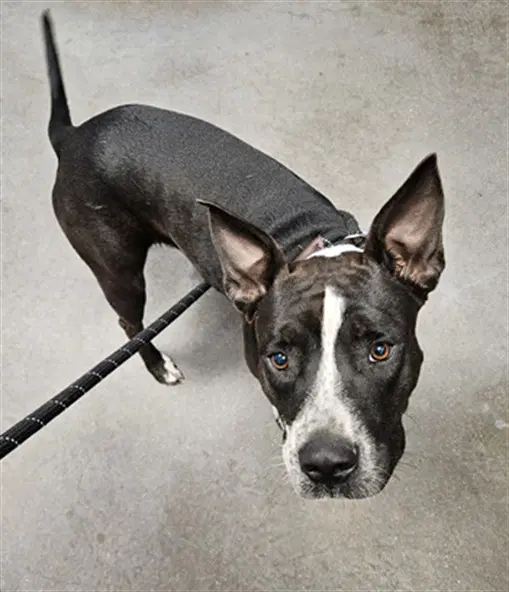 Lumina - American Pit Bull Terrier