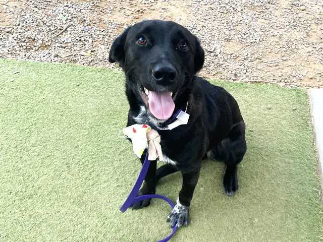 Labby - Labrador Retriever