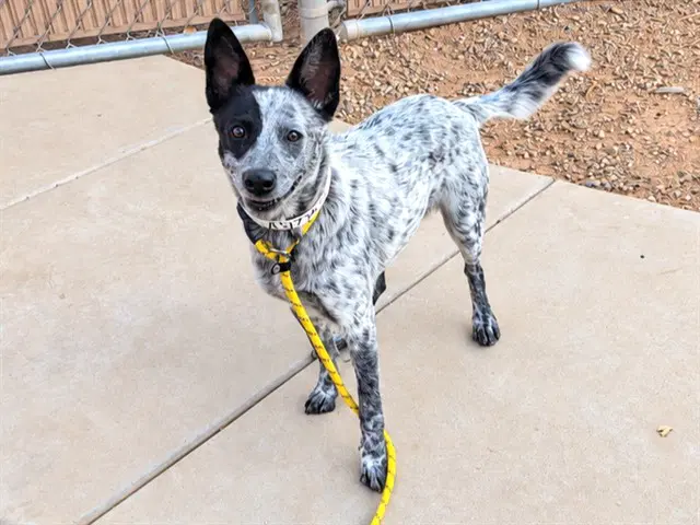 Dottie - Australian Cattle Dog/Blue Heeler