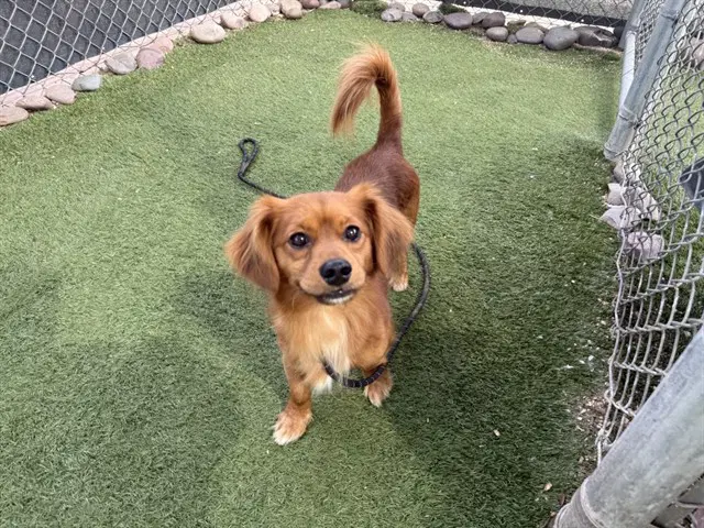 Pumpkin Spice - Cavalier King Charles Spaniel
