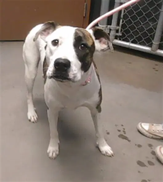 Quickly - American Pit Bull Terrier